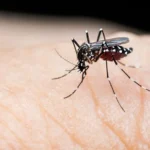 Dengue cases rise in Gurgaon