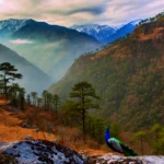 Mysterious peacock sighting in mountains Is climate change the culprit