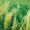 Vibrant close-up of rice fields in Bali, showcasing growth and freshness.